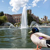 duck by Drumheller Fountain